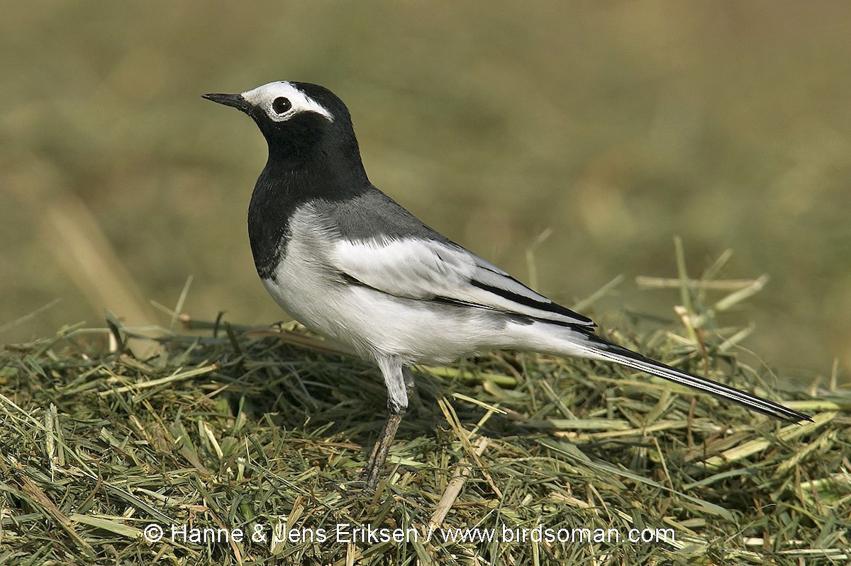 White Wagtail (Masked) - ML63892791