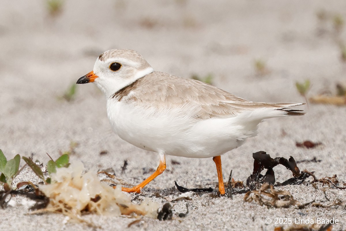 Piping Plover - ML638927910
