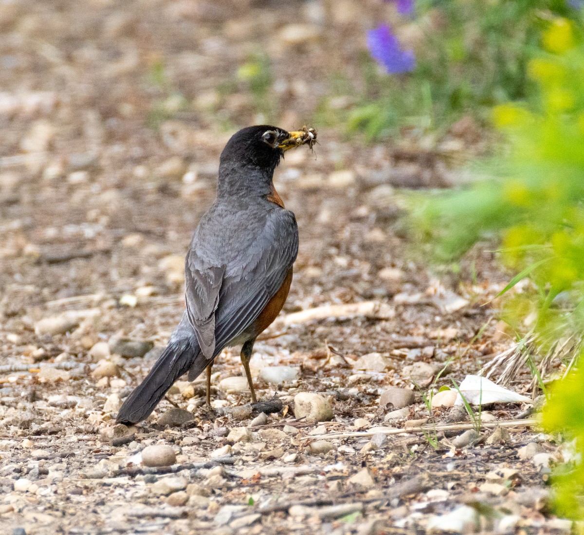American Robin - ML638927928