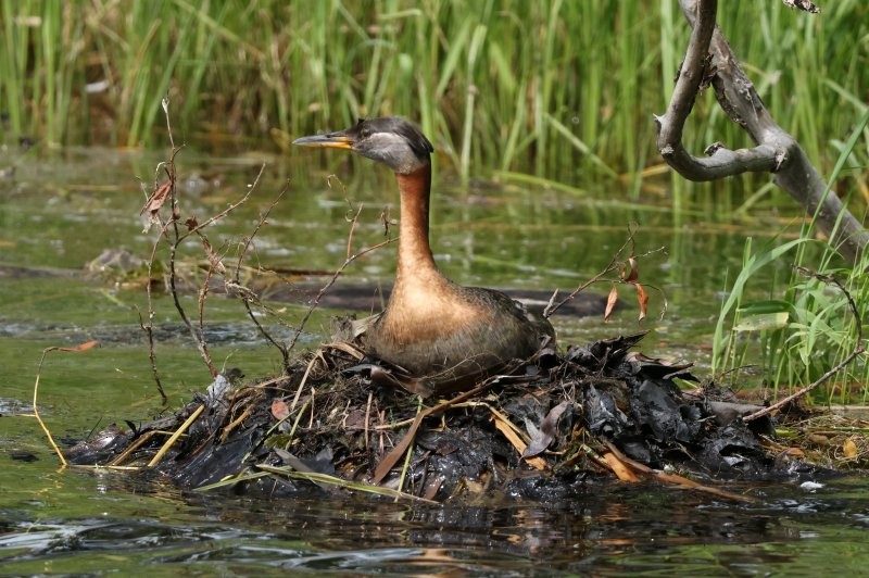 Red-necked Grebe - ML638927945
