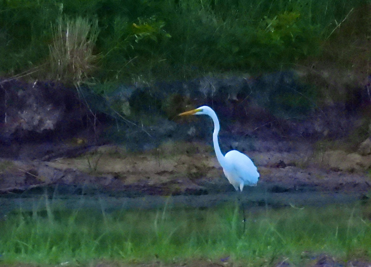 Great Egret - ML638927946