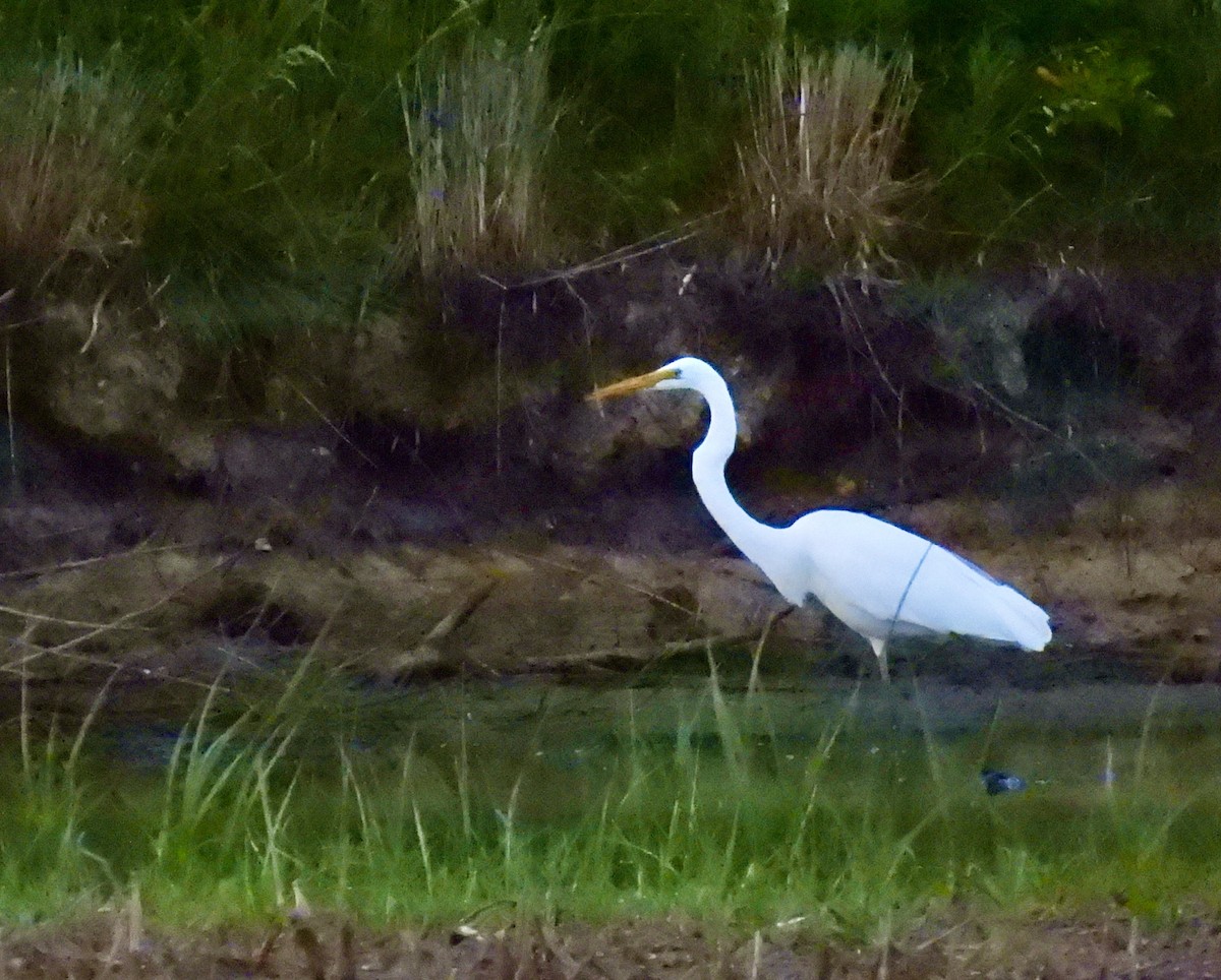 Great Egret - ML638927947
