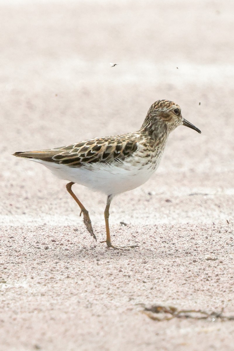 Least Sandpiper - ML638927953