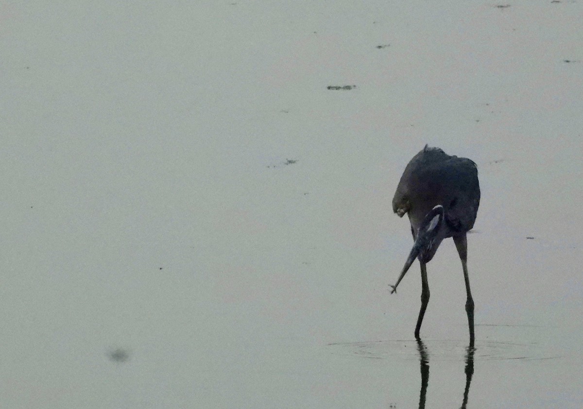 Great Blue Heron - ML638927966
