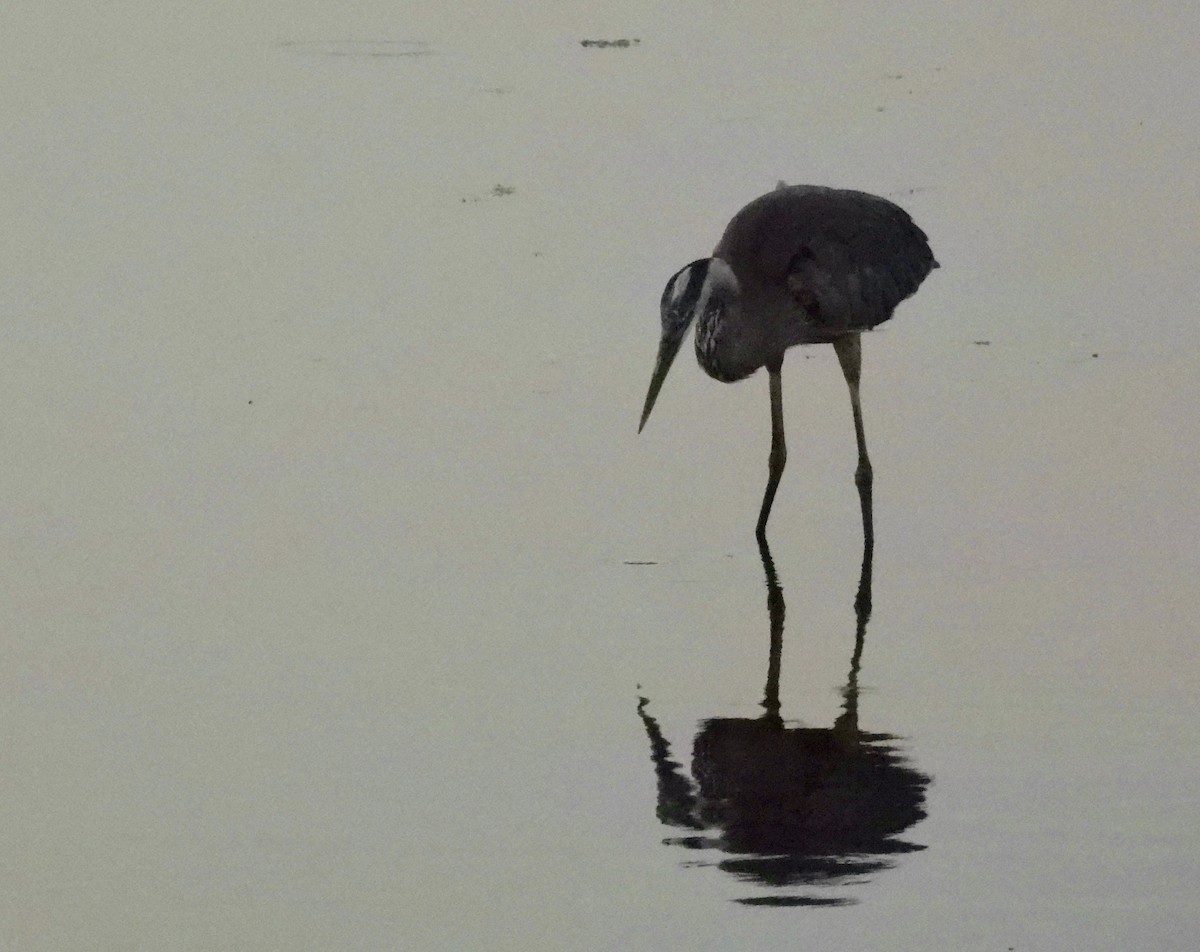 Great Blue Heron - ML638927967
