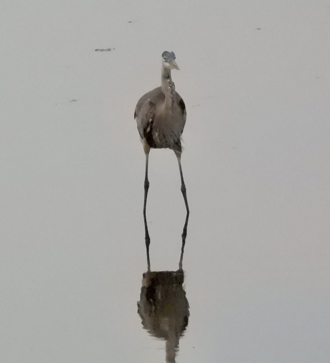 Great Blue Heron - ML638927968