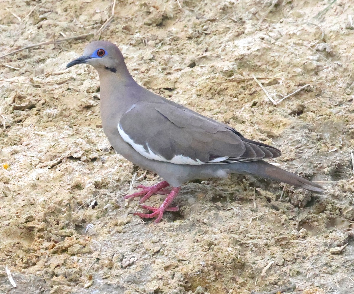 White-winged Dove - ML638927985