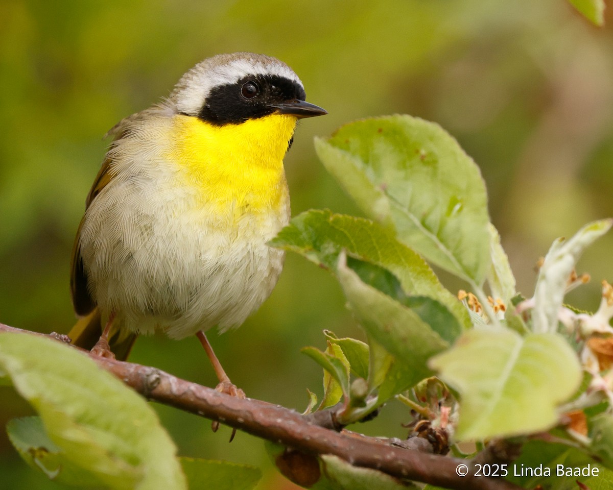Common Yellowthroat - ML638928020