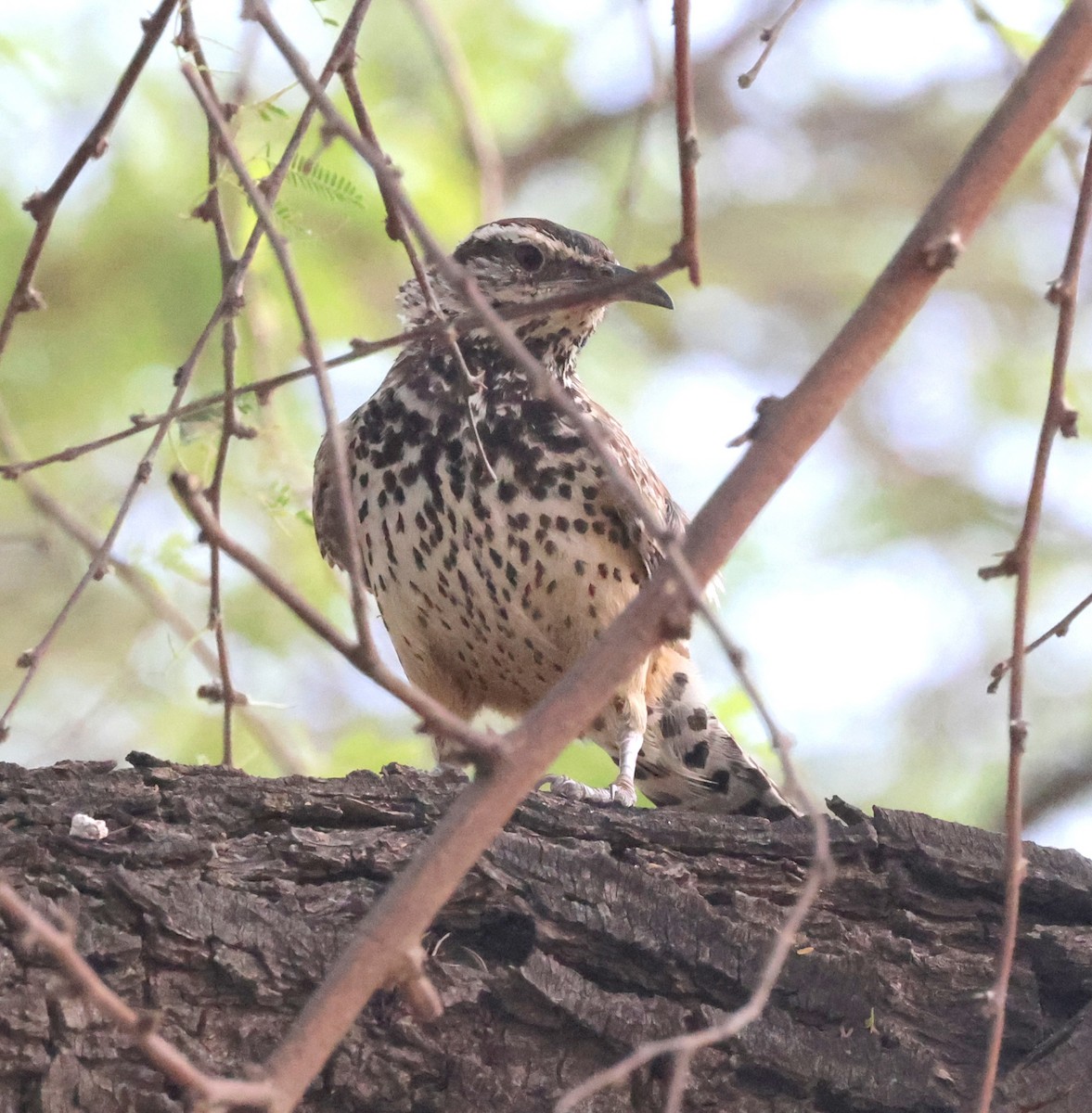 Cactus Wren - ML638928027