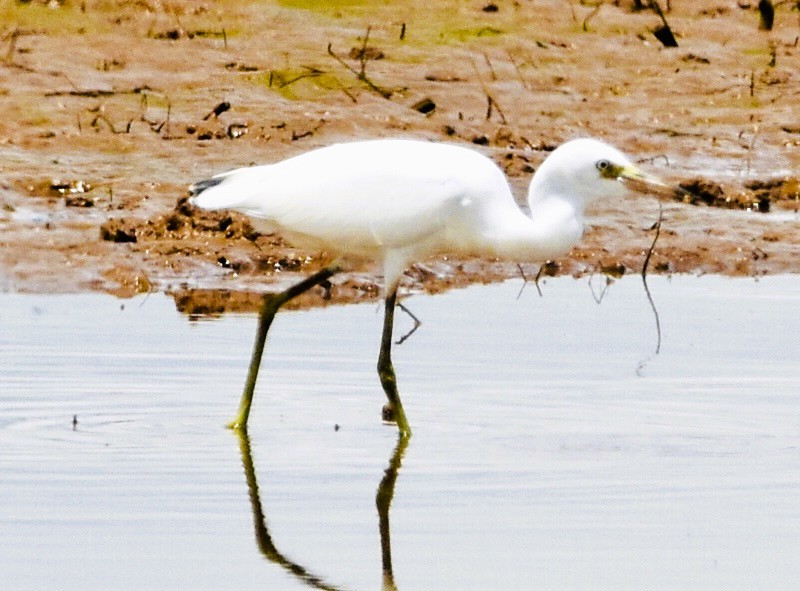 Snowy Egret - ML638928045