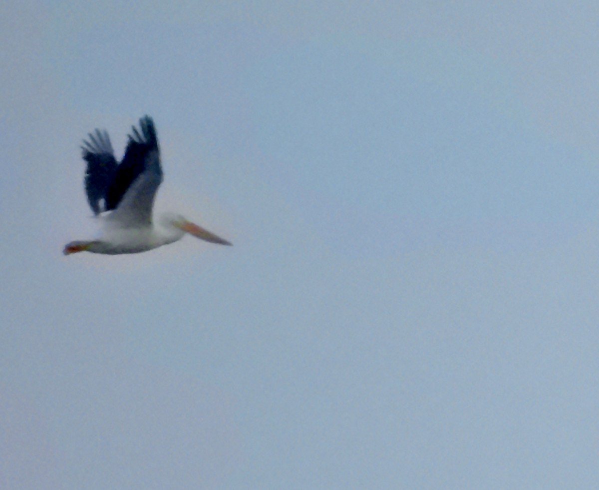 American White Pelican - ML638928055