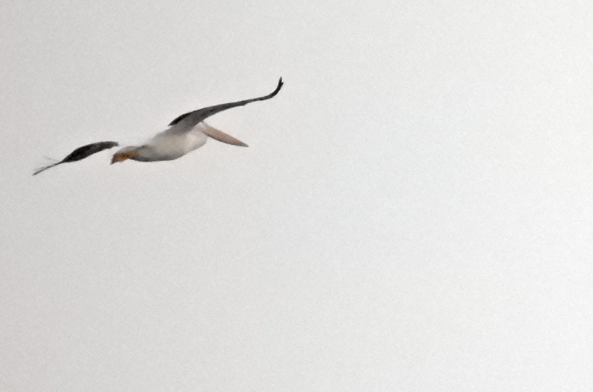 American White Pelican - ML638928056