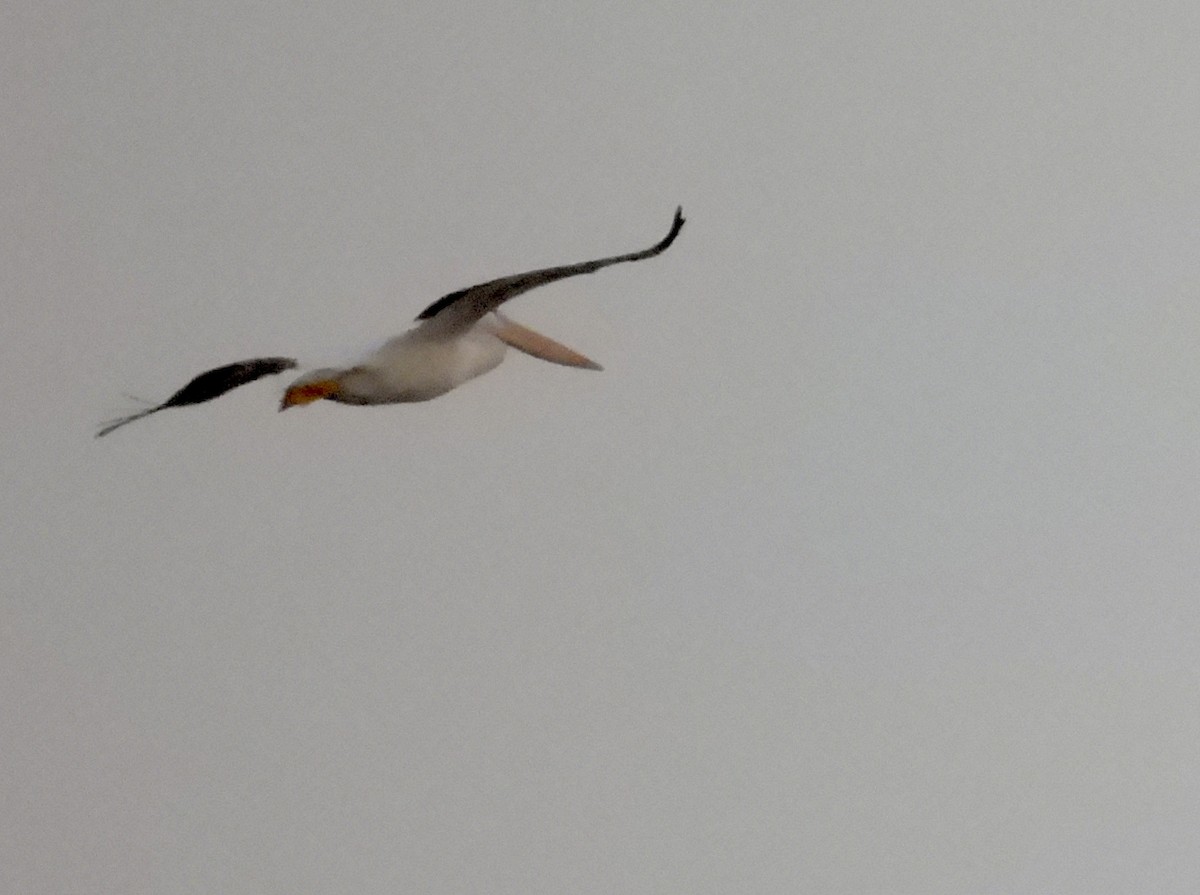 American White Pelican - ML638928057
