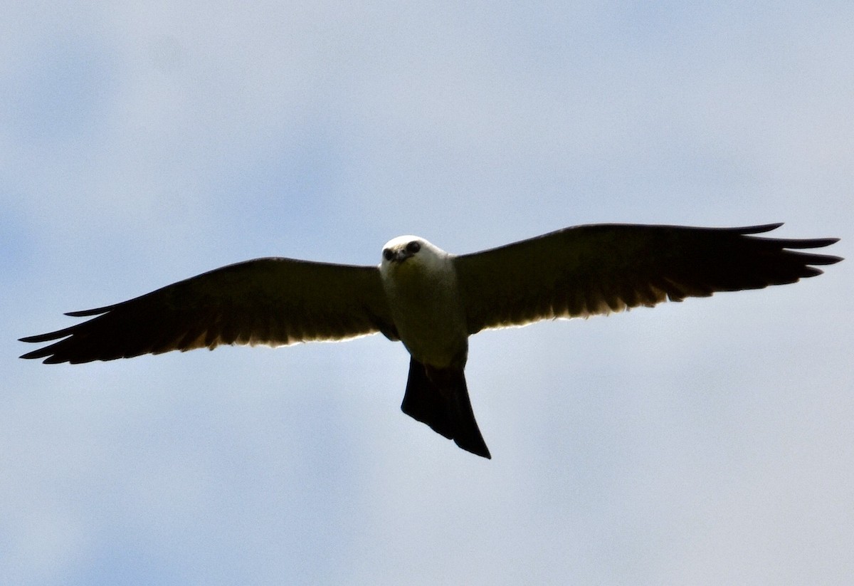 Mississippi Kite - ML638928061