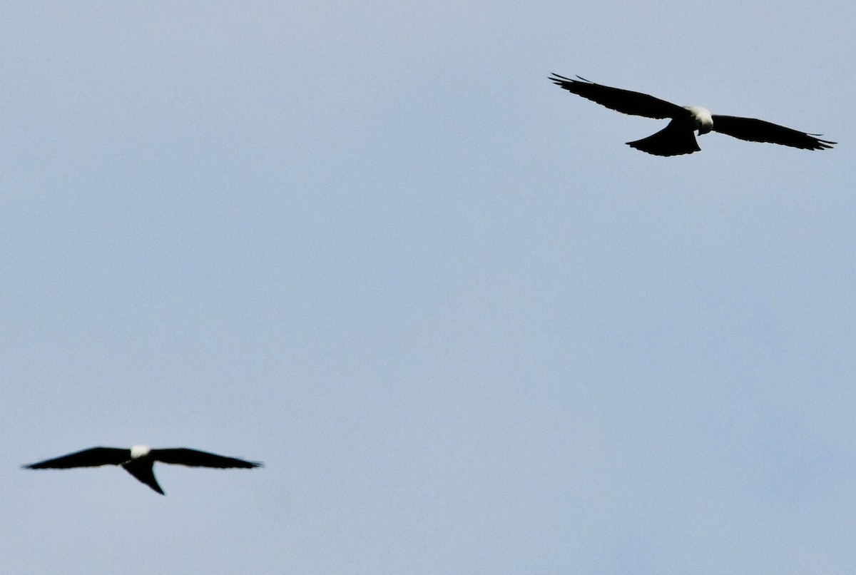 Mississippi Kite - ML638928066