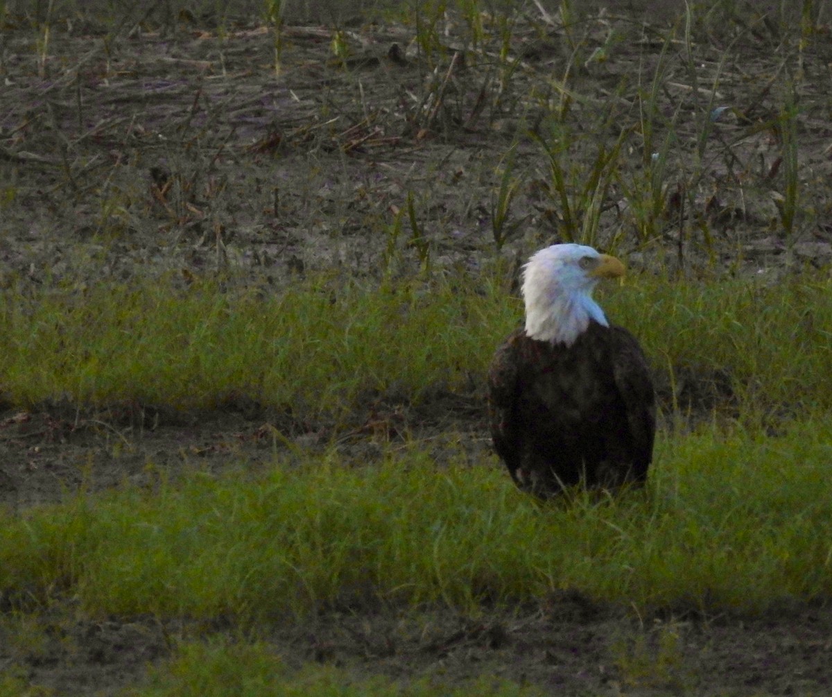 Bald Eagle - ML638928086