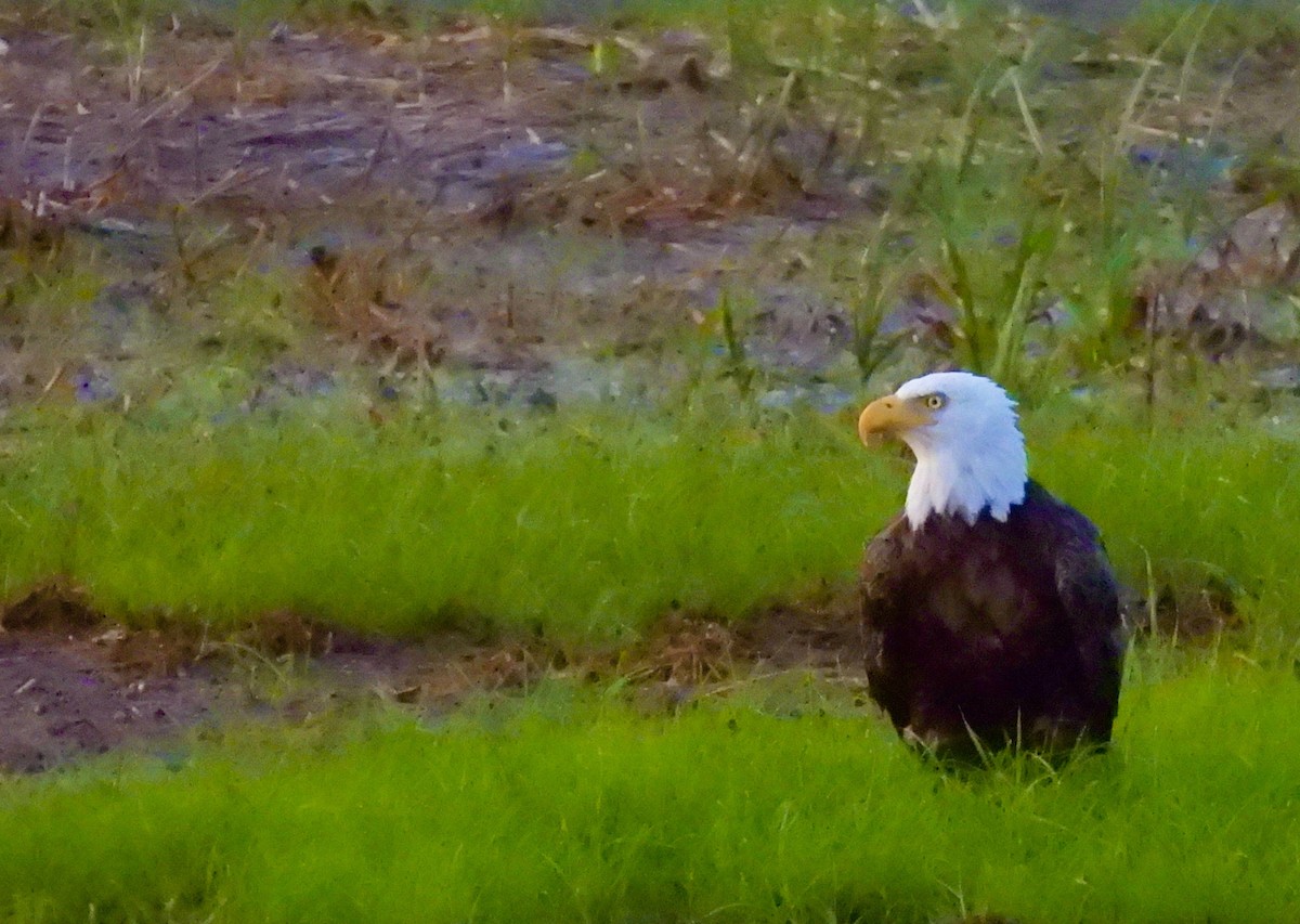 Bald Eagle - ML638928087