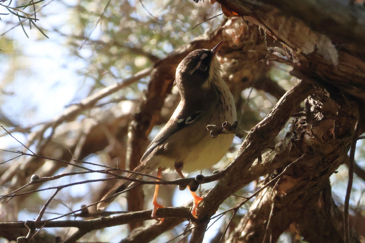 Spotted Scrubwren - ML638928104
