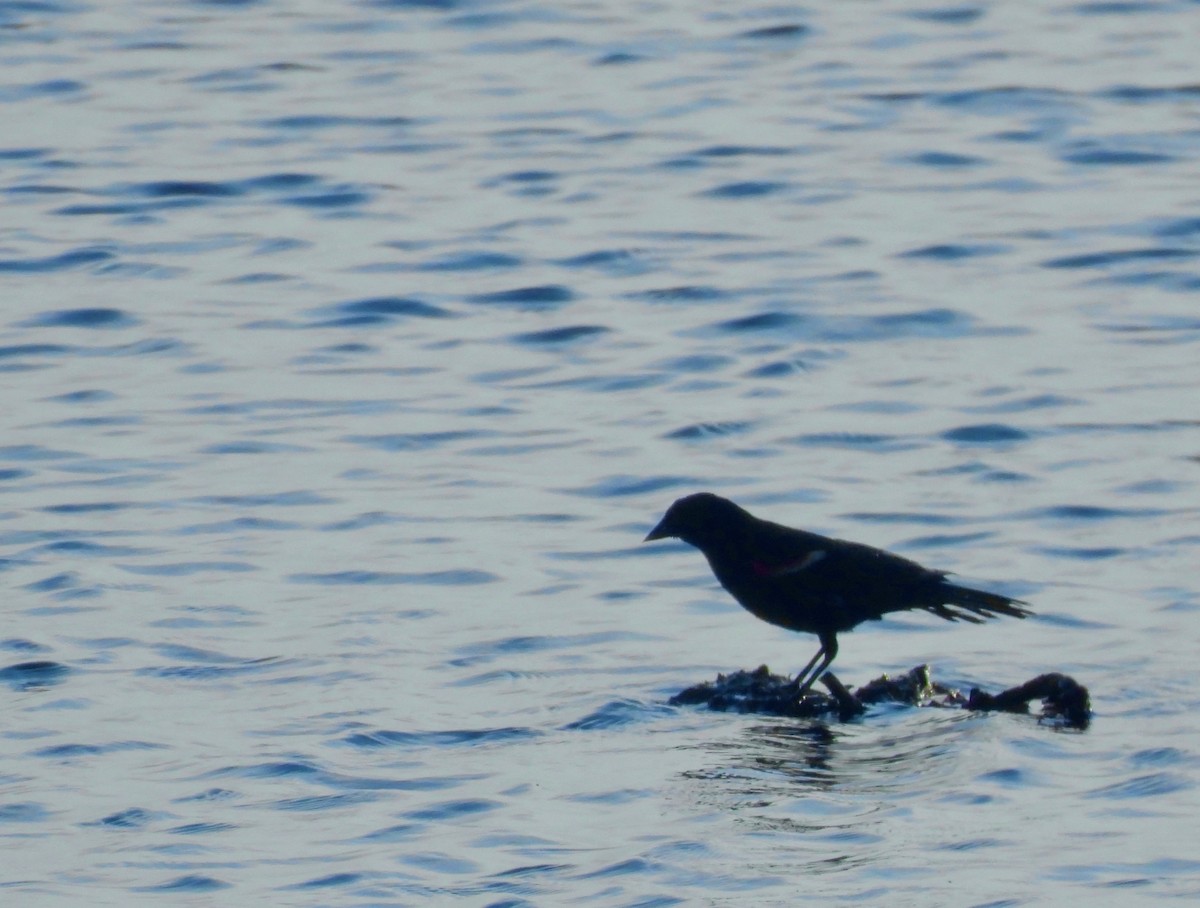 Red-winged Blackbird - ML638928121