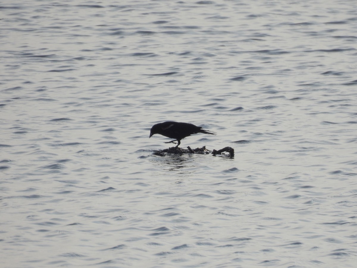 Red-winged Blackbird - ML638928122