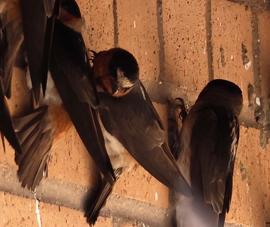 Cliff Swallow - ML638928138
