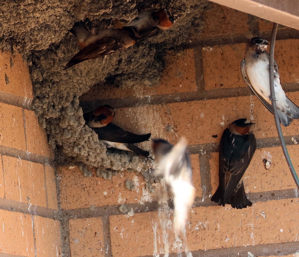 Cliff Swallow - ML638928139