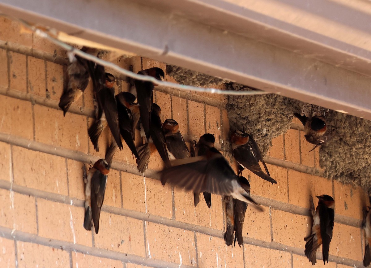 Cliff Swallow - ML638928140