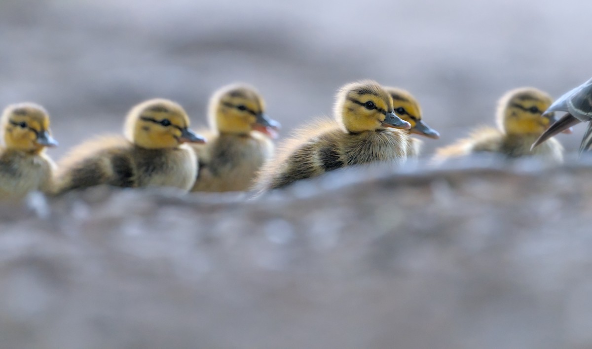 Canard colvert - ML638928162