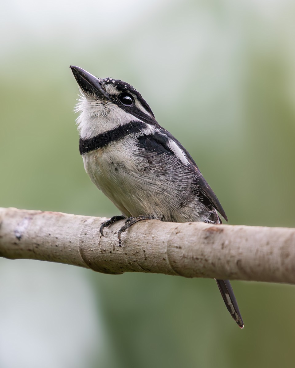 Пегая пуховка - ML638928177