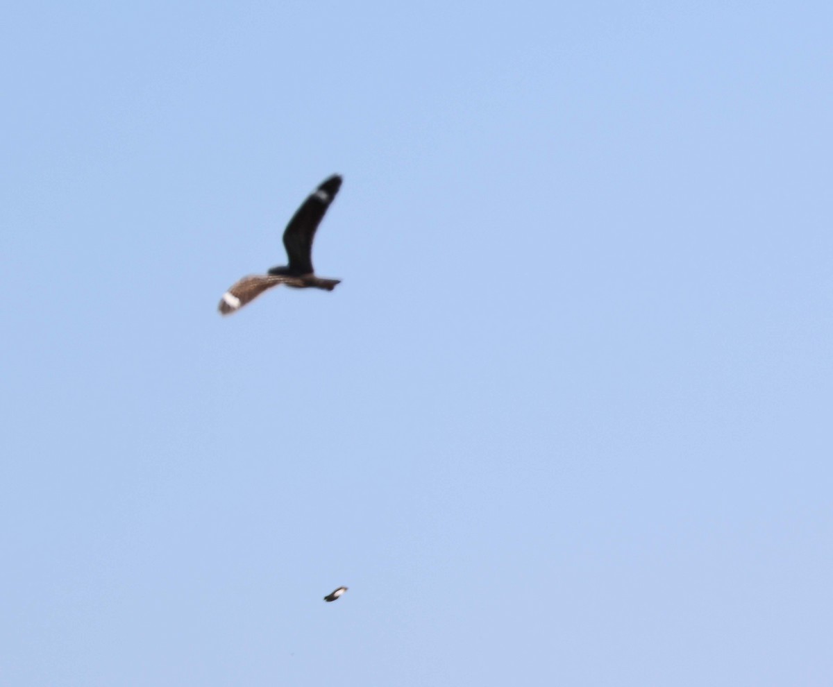 Lesser Nighthawk - ML638928178