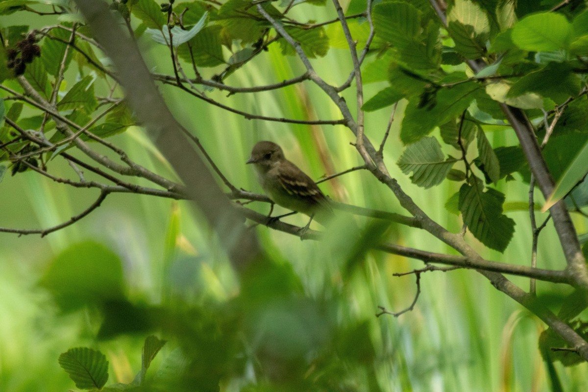 Eastern Phoebe - ML638928218