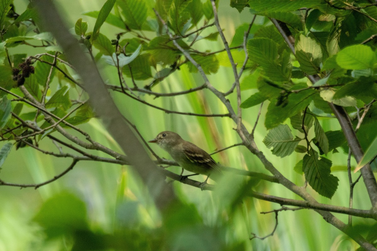 Eastern Phoebe - ML638928219