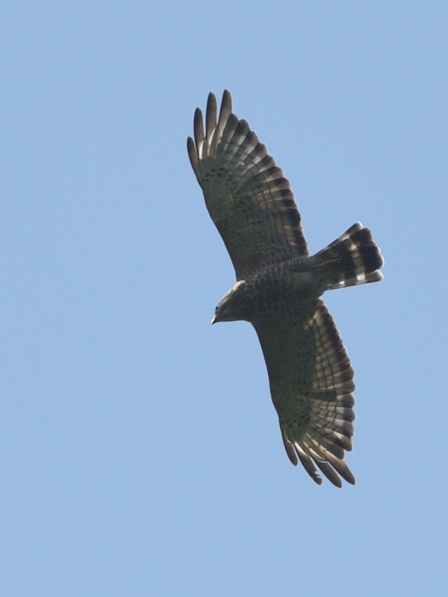 Broad-winged Hawk - ML638928225