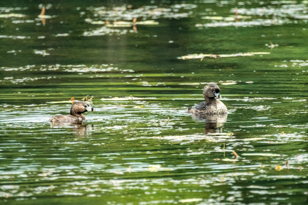 Pied-billed Grebe - ML638928227