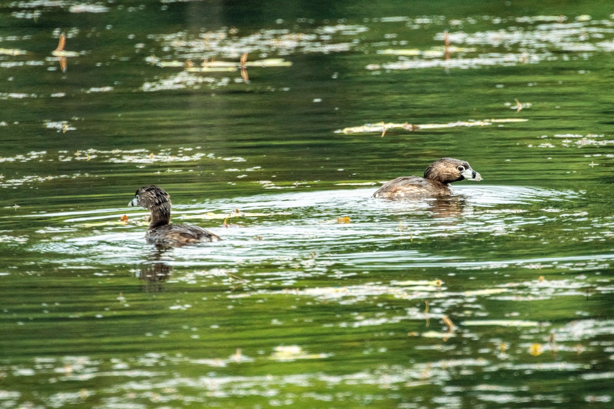Pied-billed Grebe - ML638928228