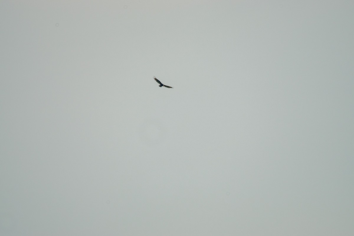 Turkey Vulture - ML638928238