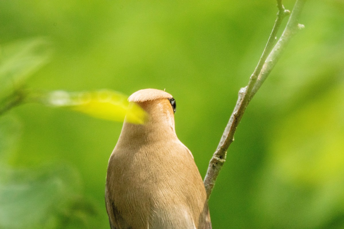 Cedar Waxwing - ML638928249
