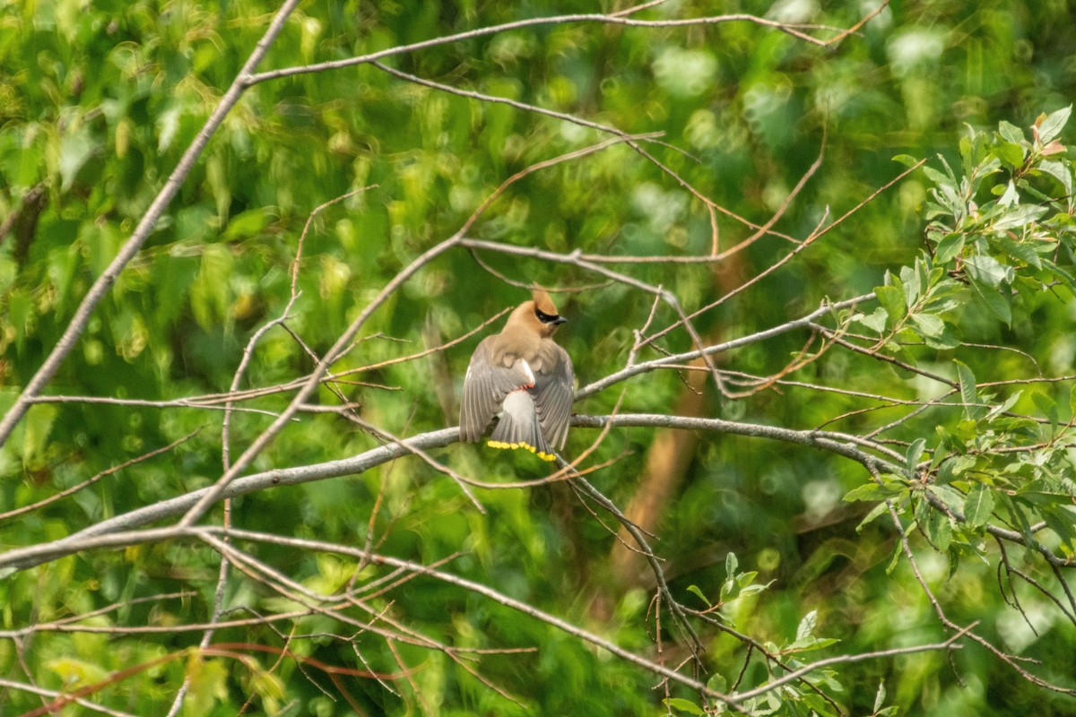 Cedar Waxwing - ML638928250