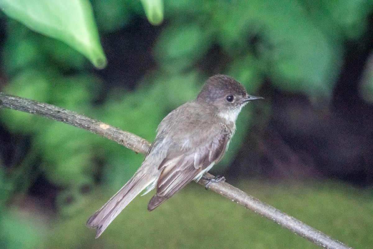 Eastern Phoebe - ML638928258