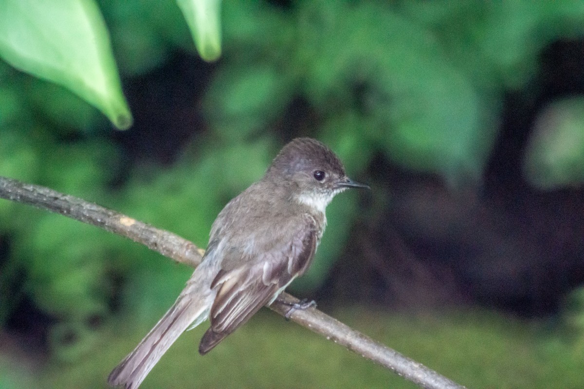 Eastern Phoebe - ML638928259