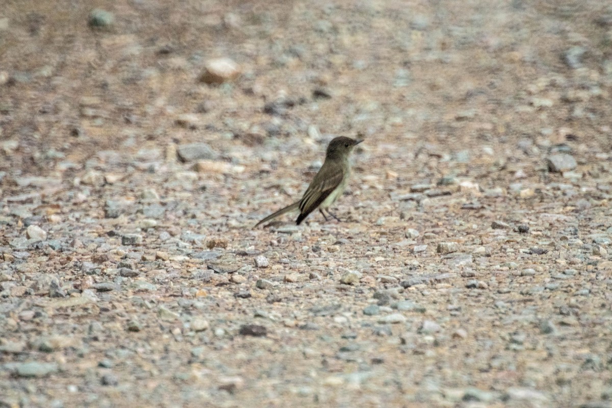 Eastern Phoebe - ML638928260