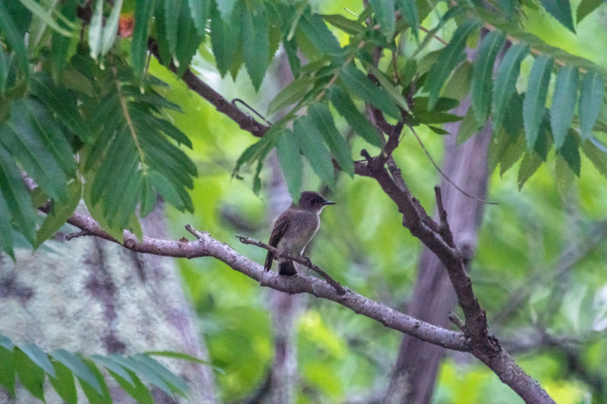 Eastern Phoebe - ML638928261