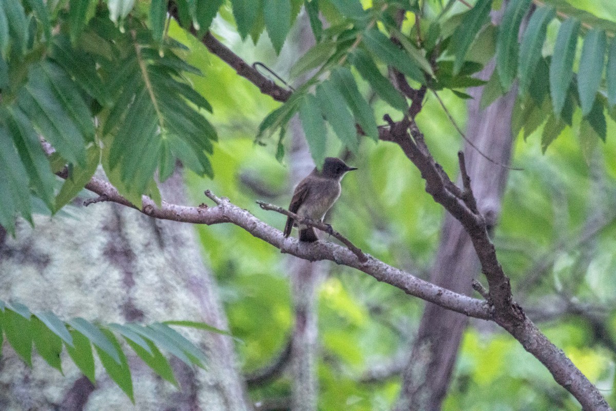 Eastern Phoebe - ML638928262