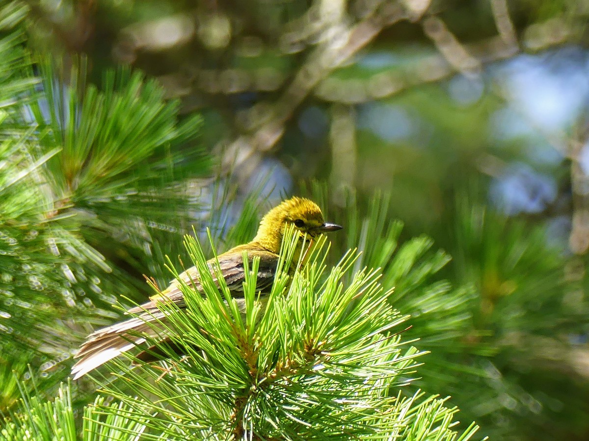 Pine Warbler - ML638928271