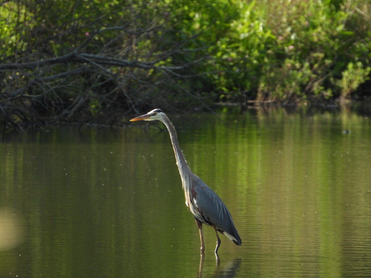 Great Blue Heron - ML638928300