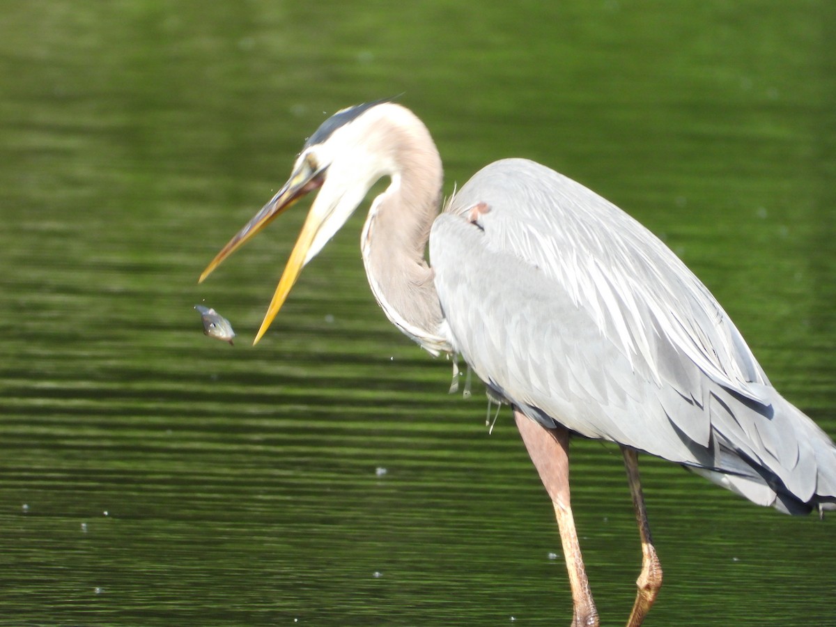 Great Blue Heron - ML638928301