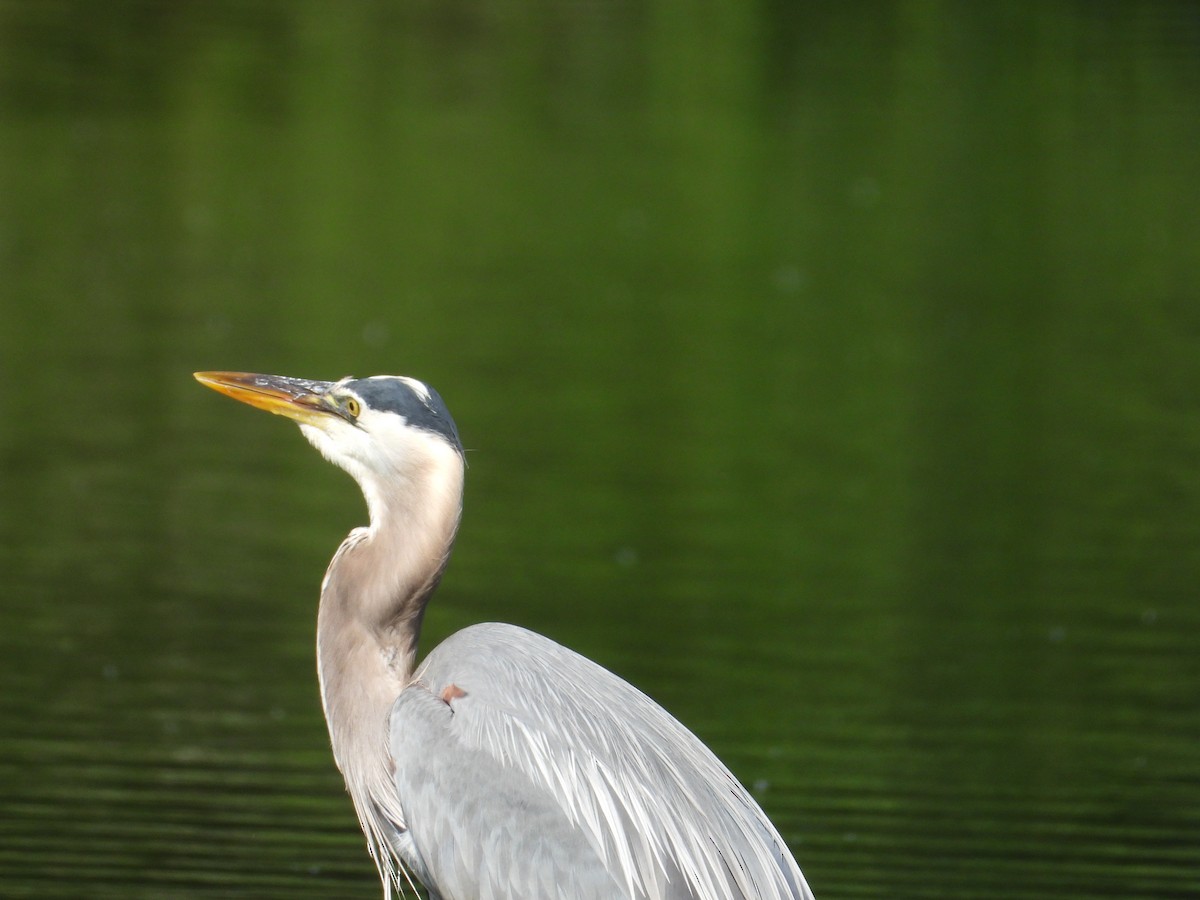 Great Blue Heron - ML638928302