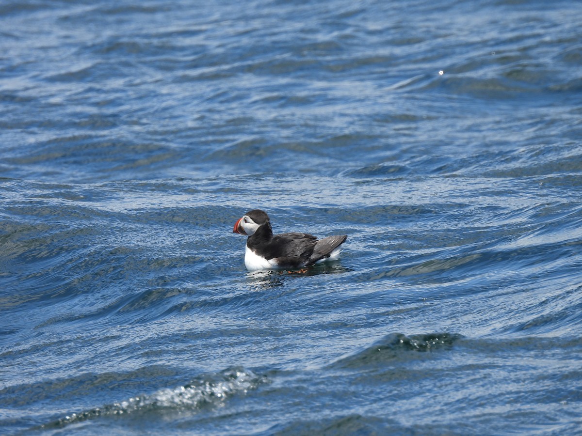 Atlantic Puffin - ML638928316
