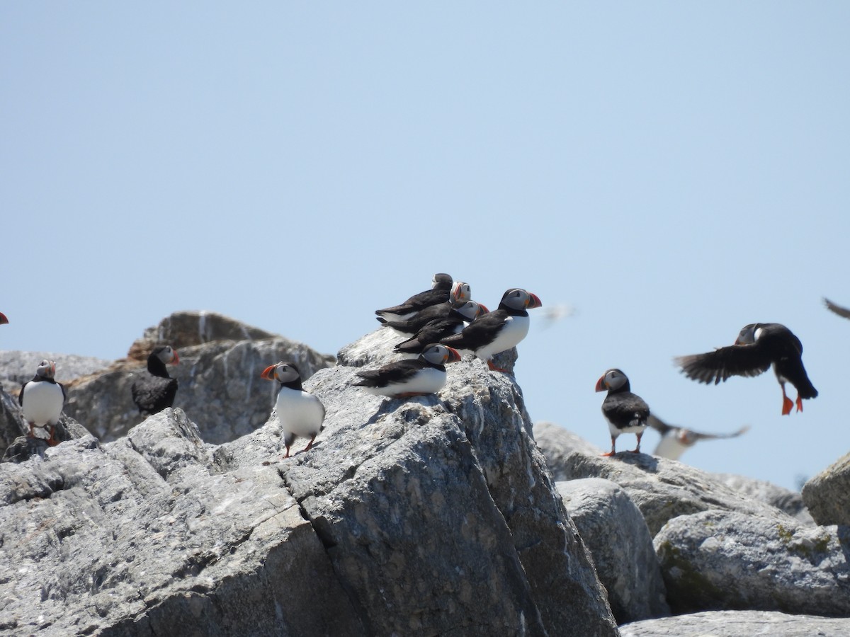 Atlantic Puffin - ML638928318