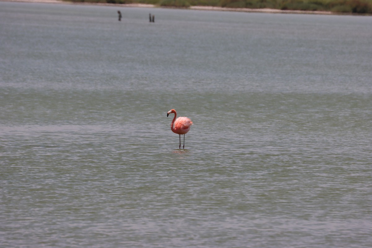 American Flamingo - ML638928320